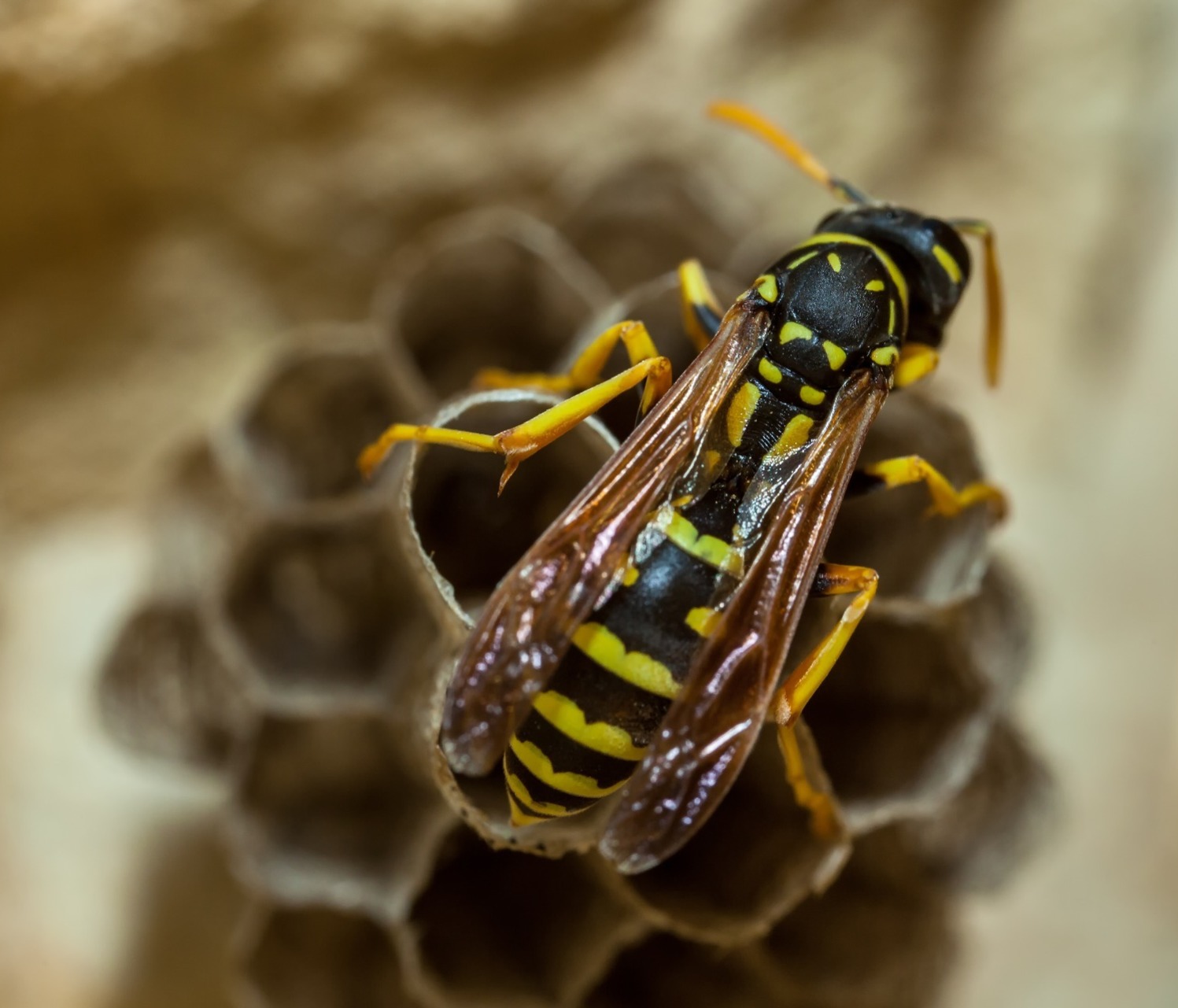Queen wasp