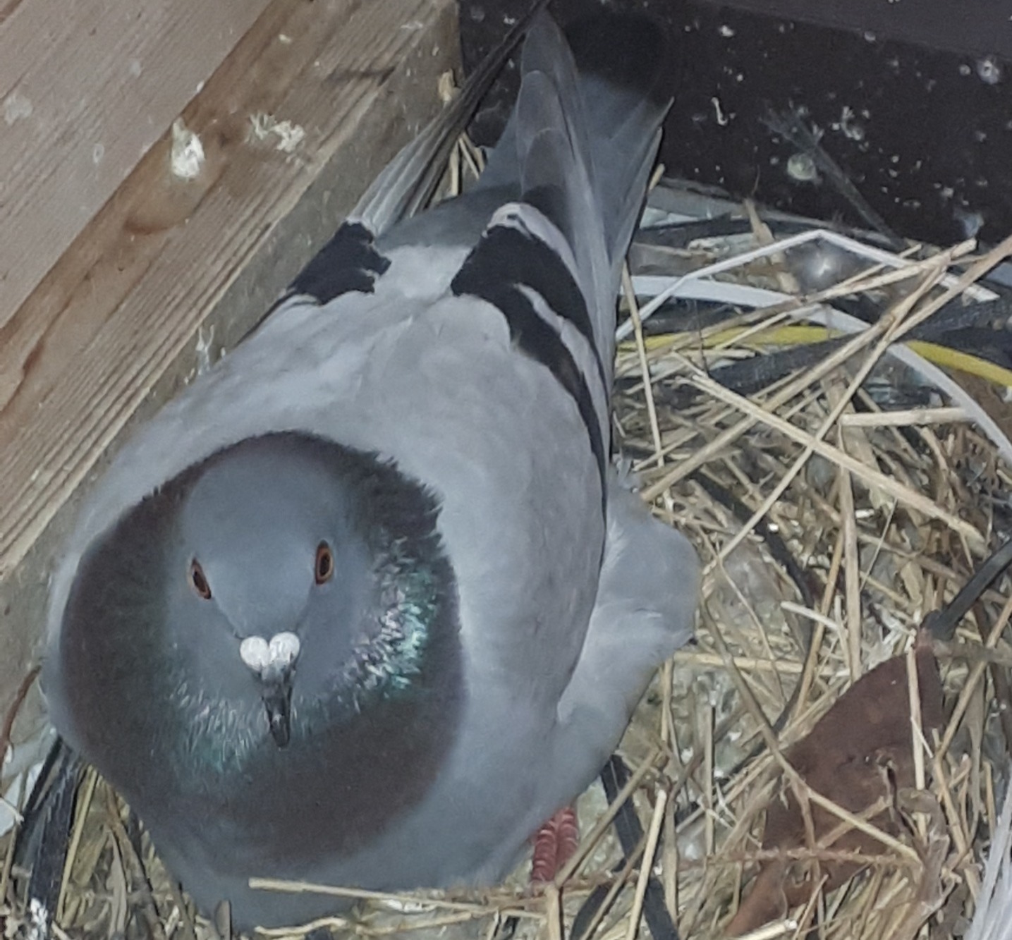 Pigeon on a nest