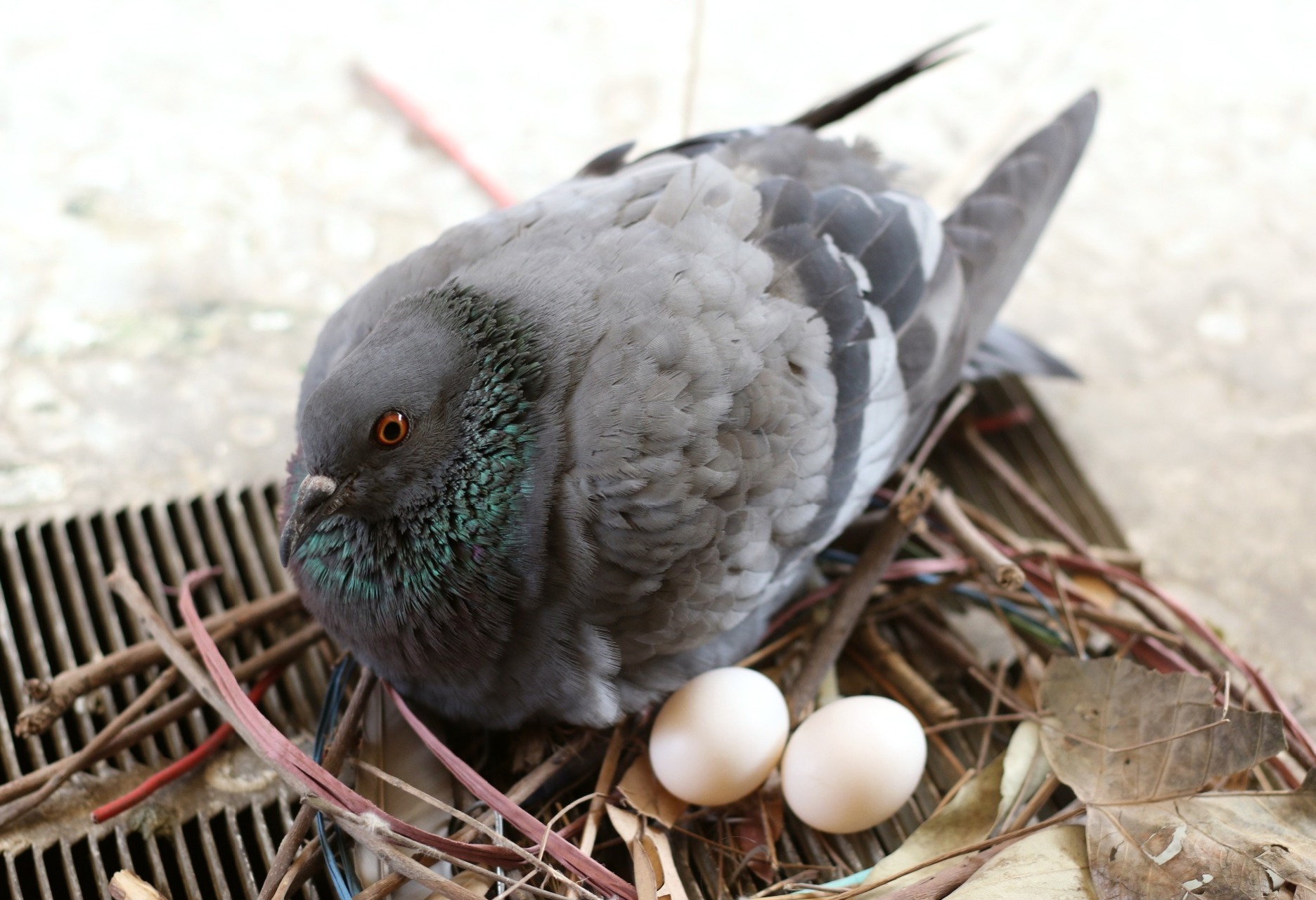 Bird on a nest