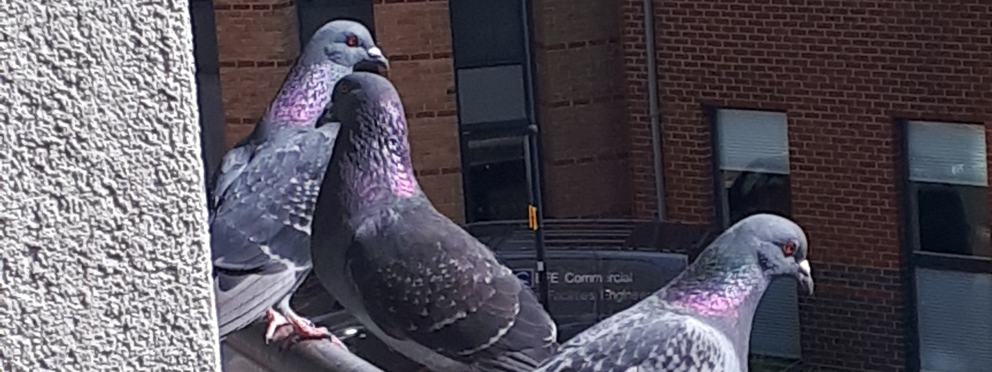 Pigeons on a balcony