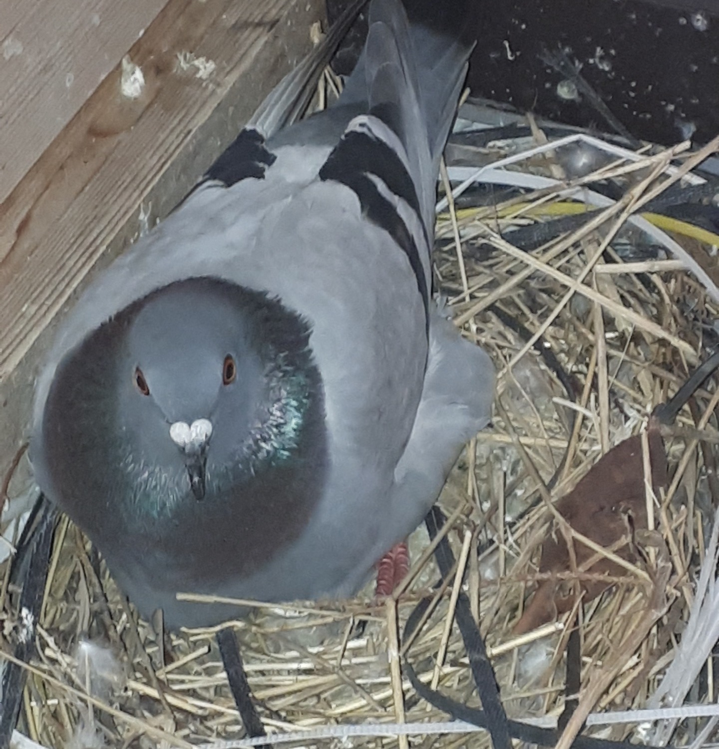 Nesting pigeon