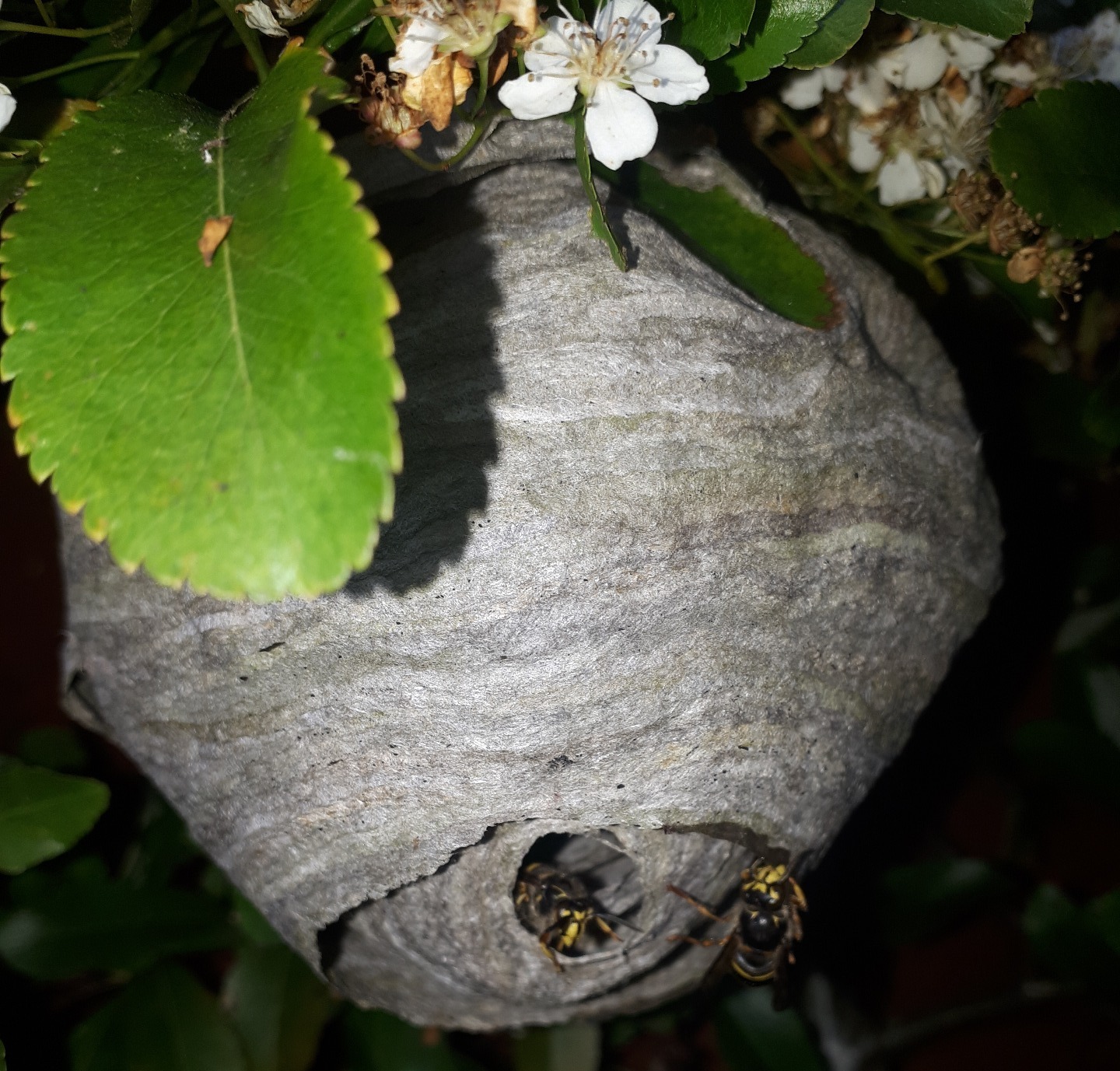 wasp nest in a bush