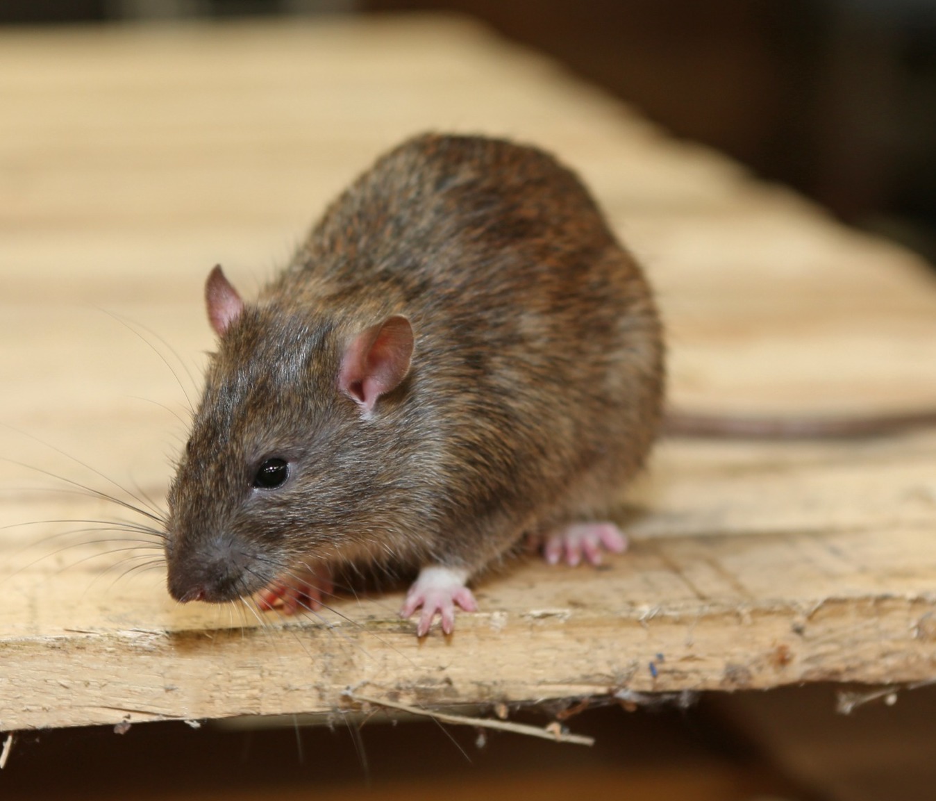 Rat on workbench