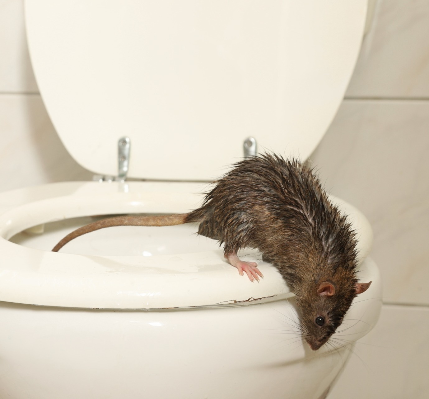 rat climbing out of the toilet