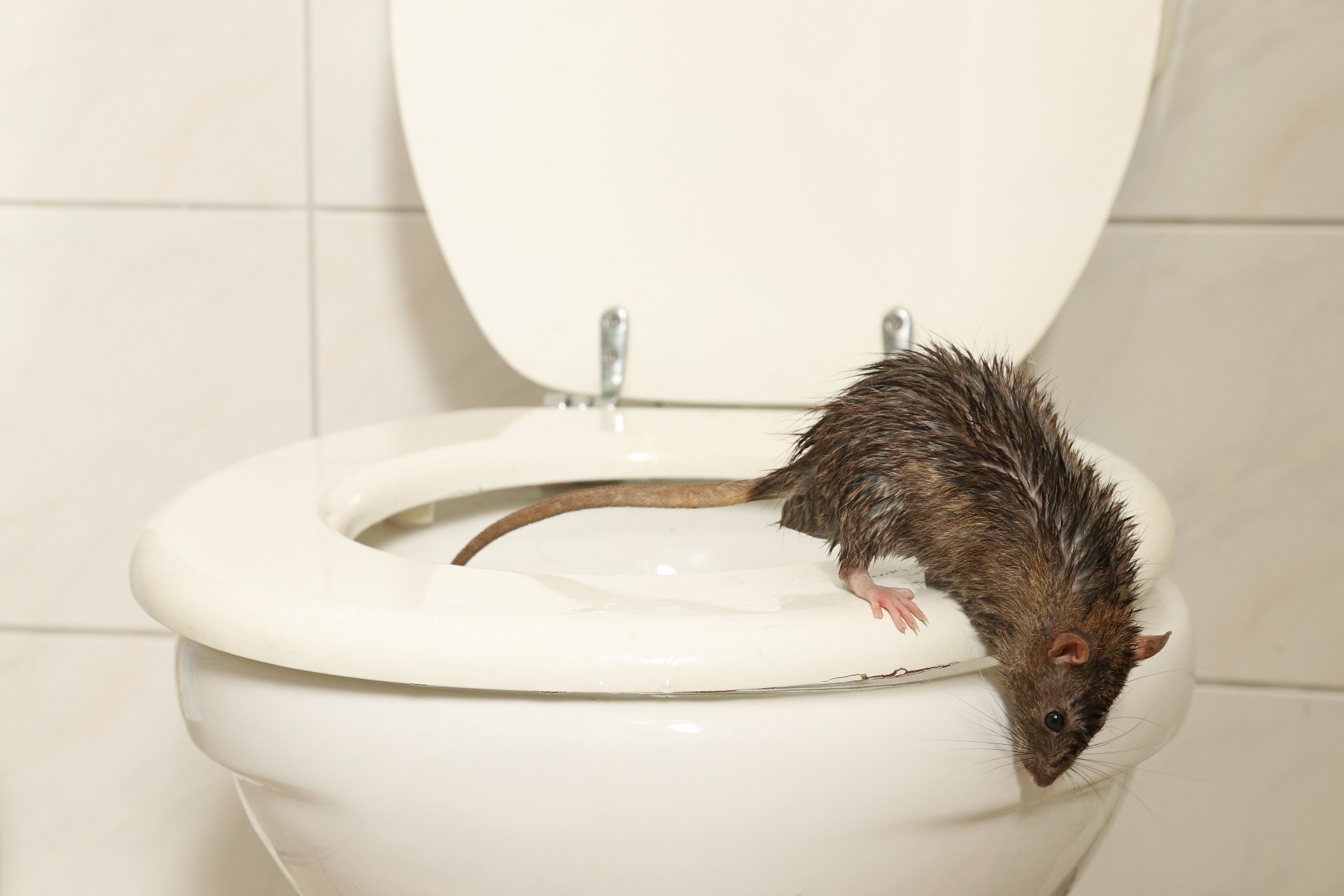 Rat on the toilet