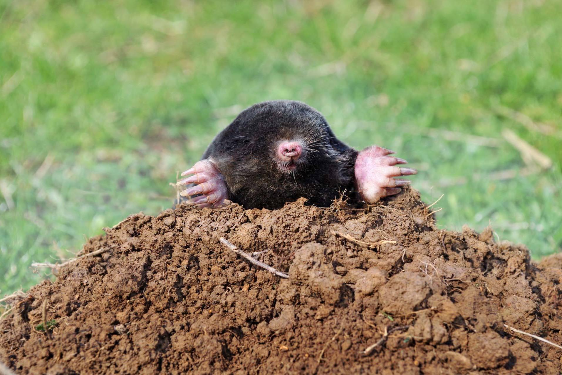 Mole coming out of a mole hill