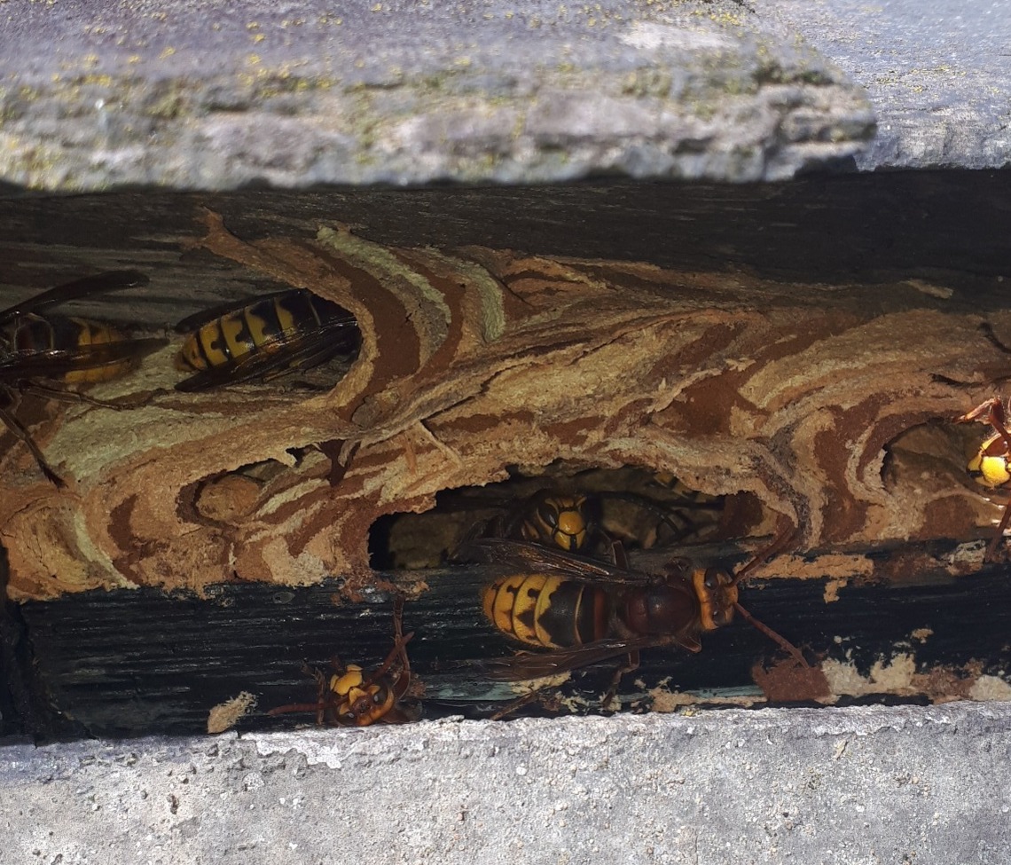 Hornets on the nest