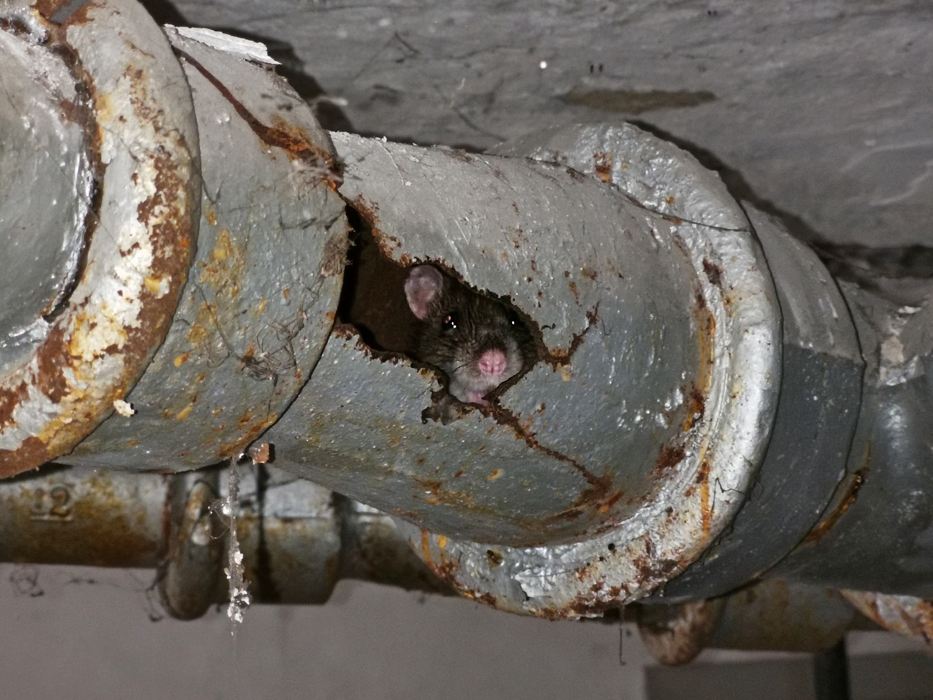 Rat in a pipe