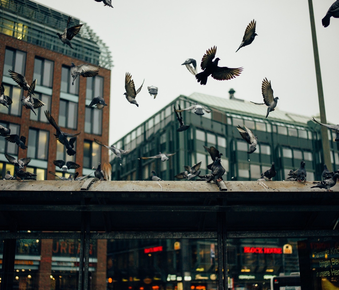 Pigeons on a bus shelter