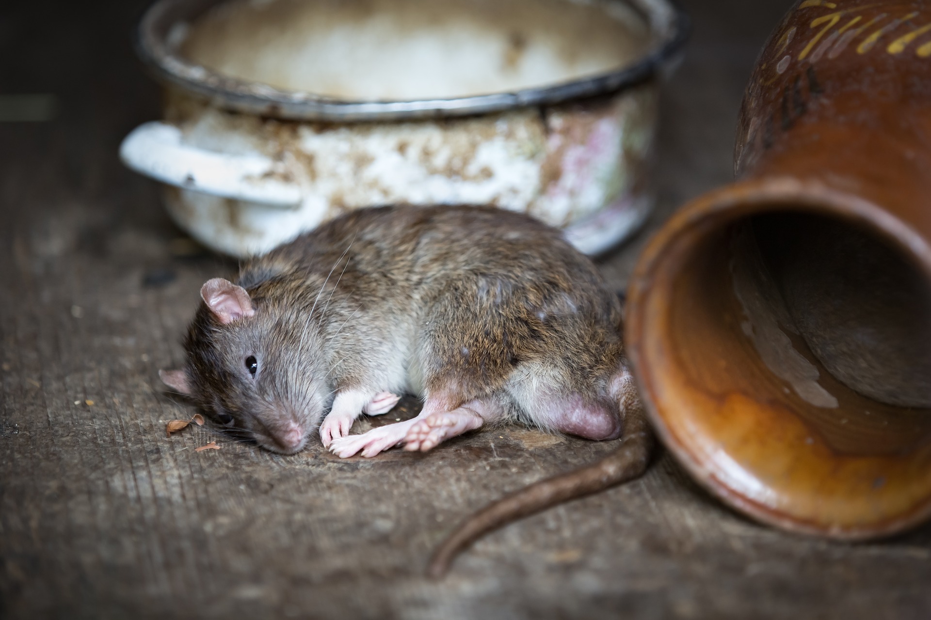 Rat by a bowl