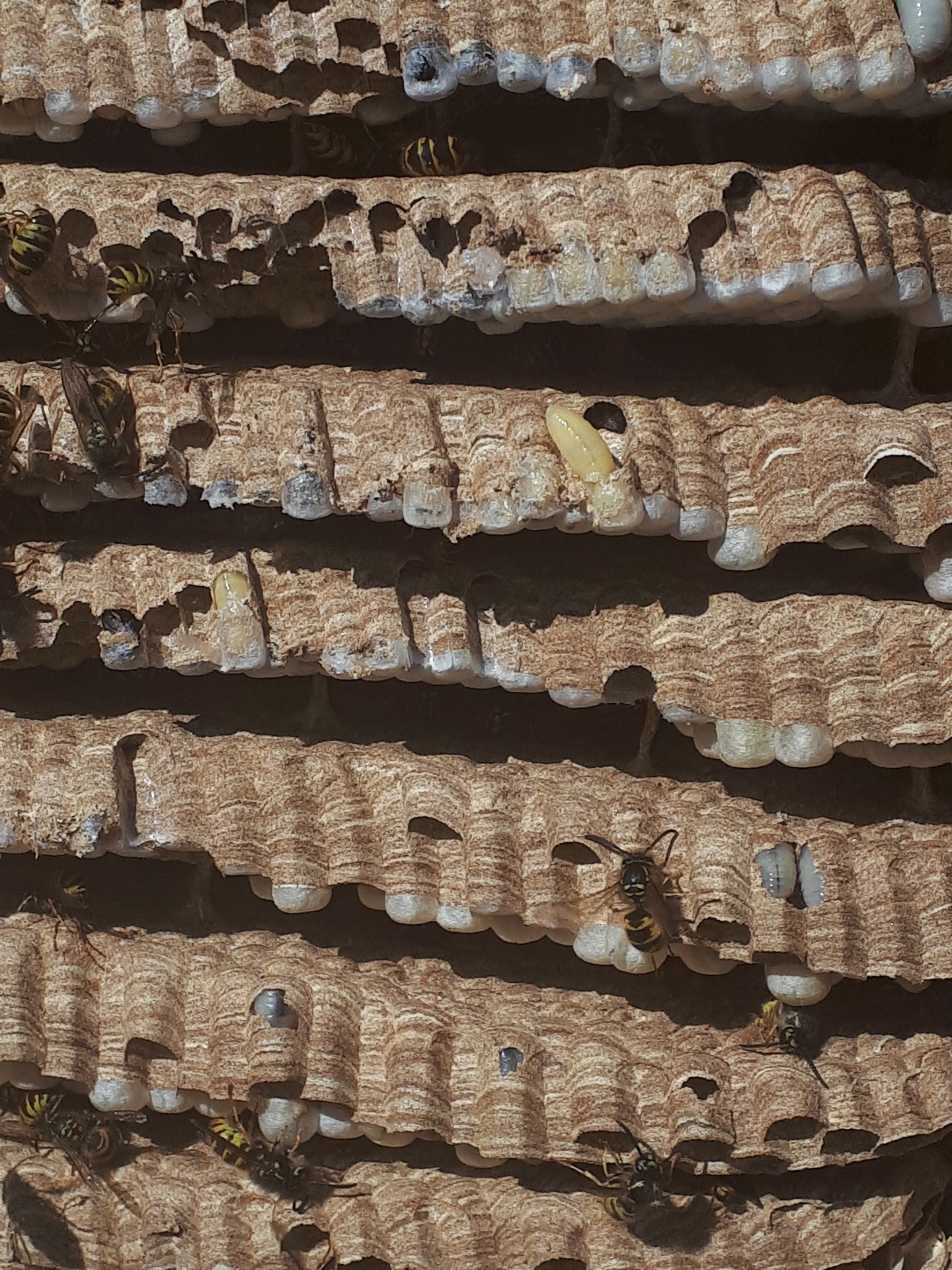 Inside a wasp nest