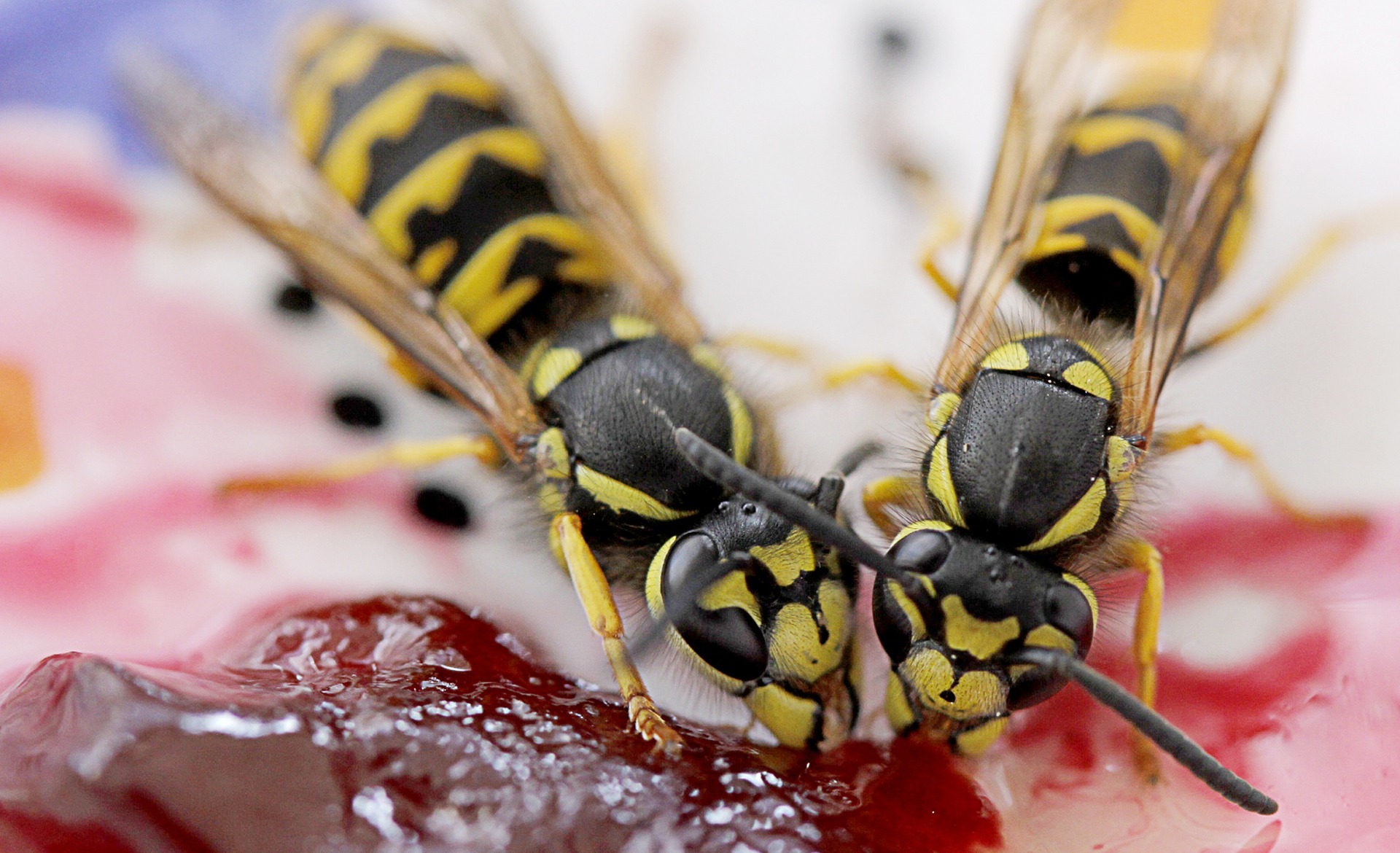 two wasps eating jam