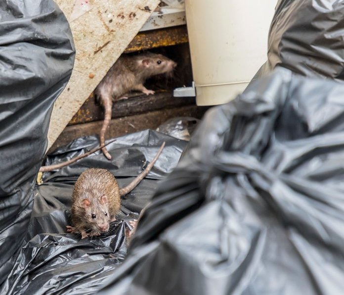 Rats in rubbish