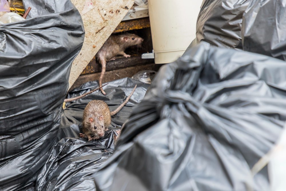 rats in rubbish