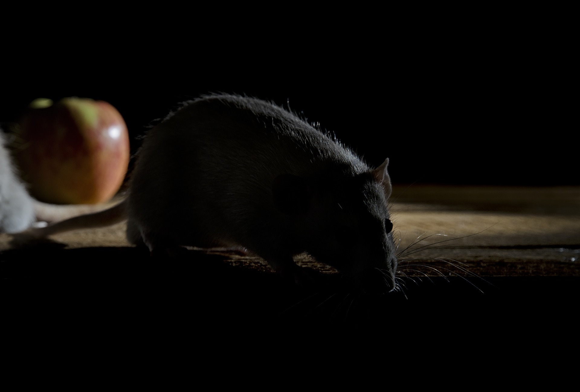 Rat feeding at night