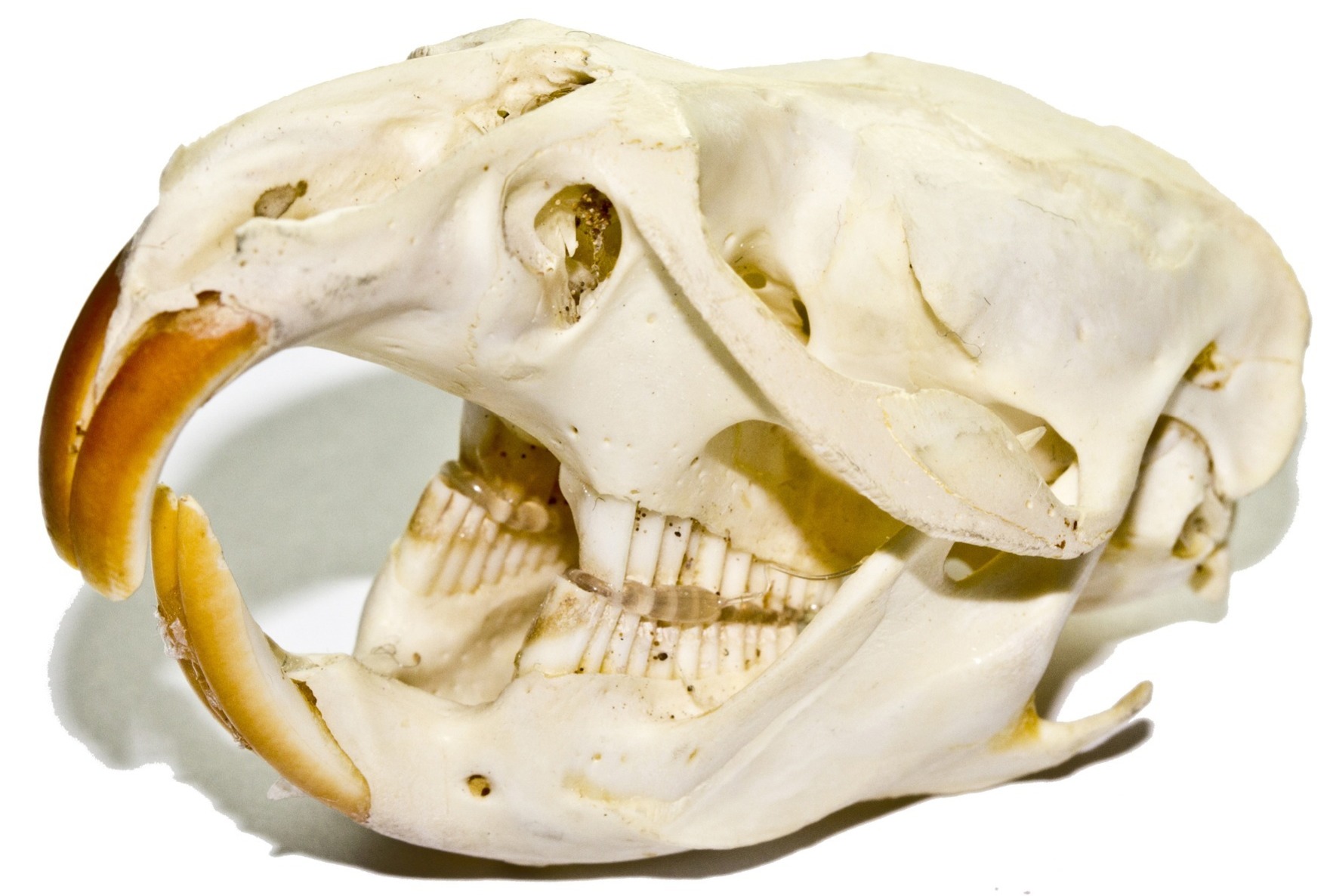 Rat skull
