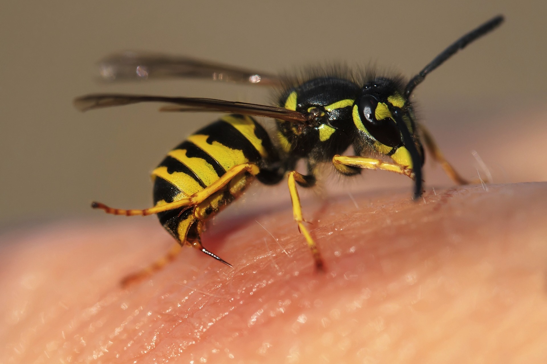 wasp on a finger