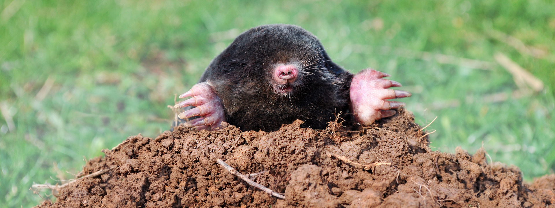Mole in molehill