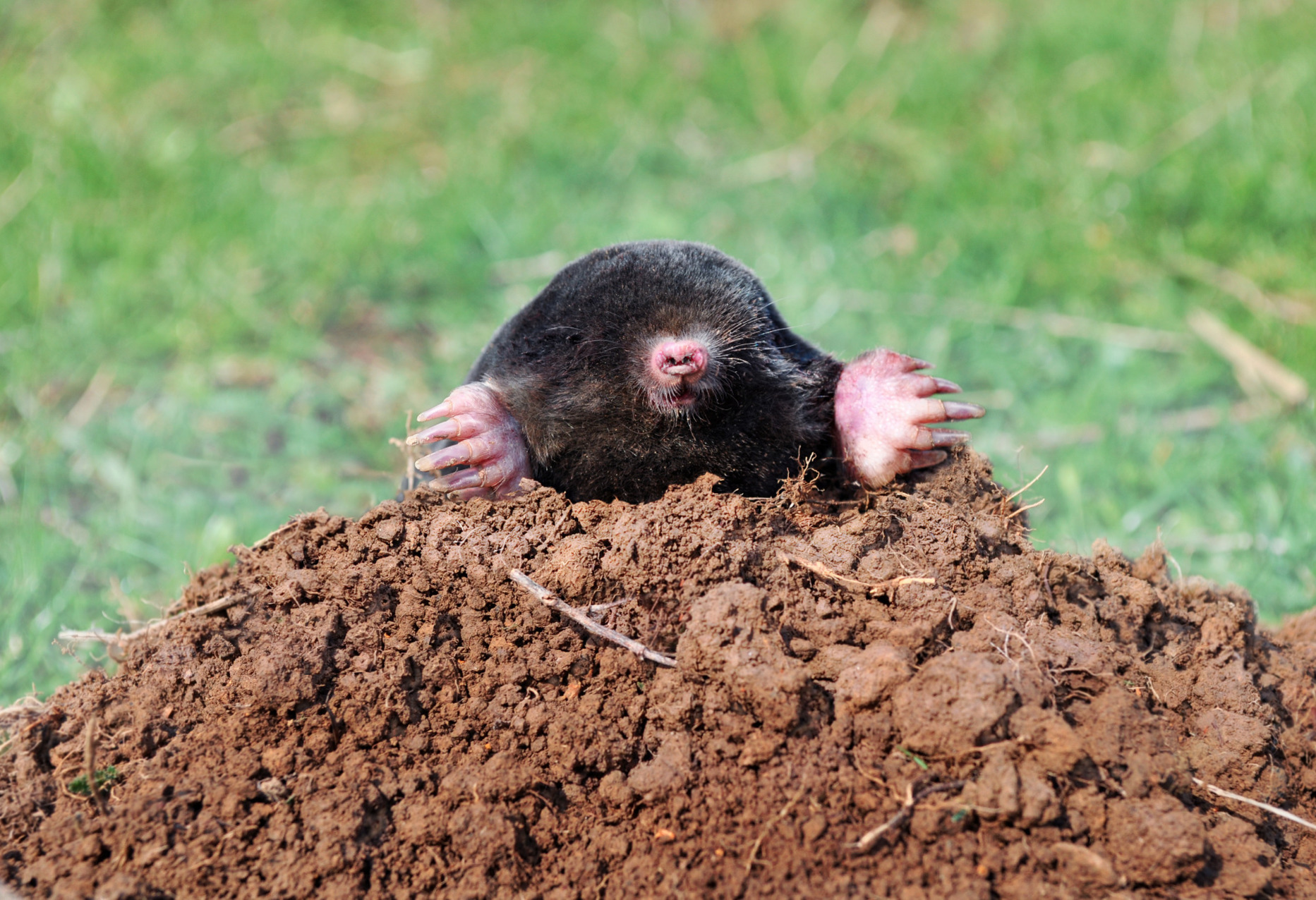 Mole on a molehill