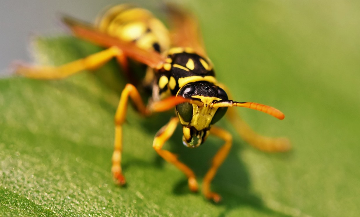 German wasp
