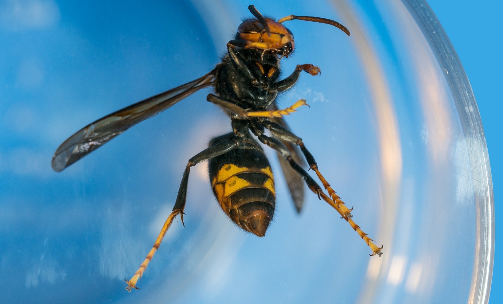 Median Wasp