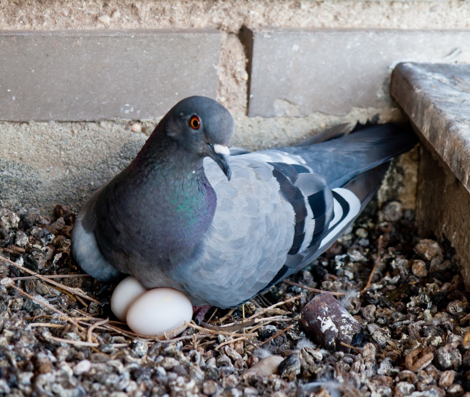 Pigeon with eggs