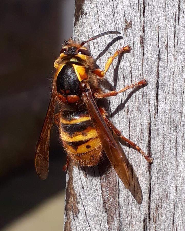 Median wasp