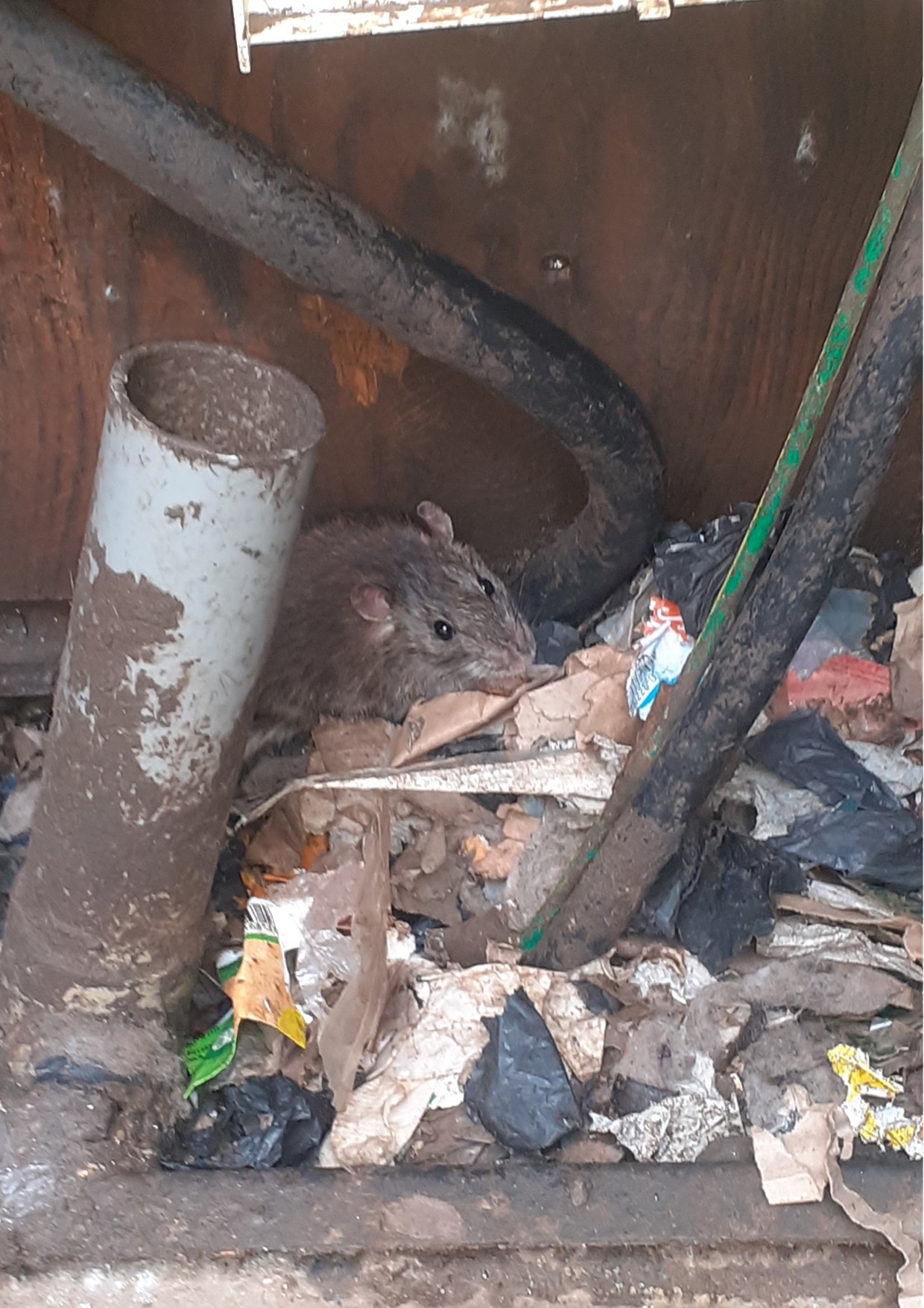 Rat in hiding