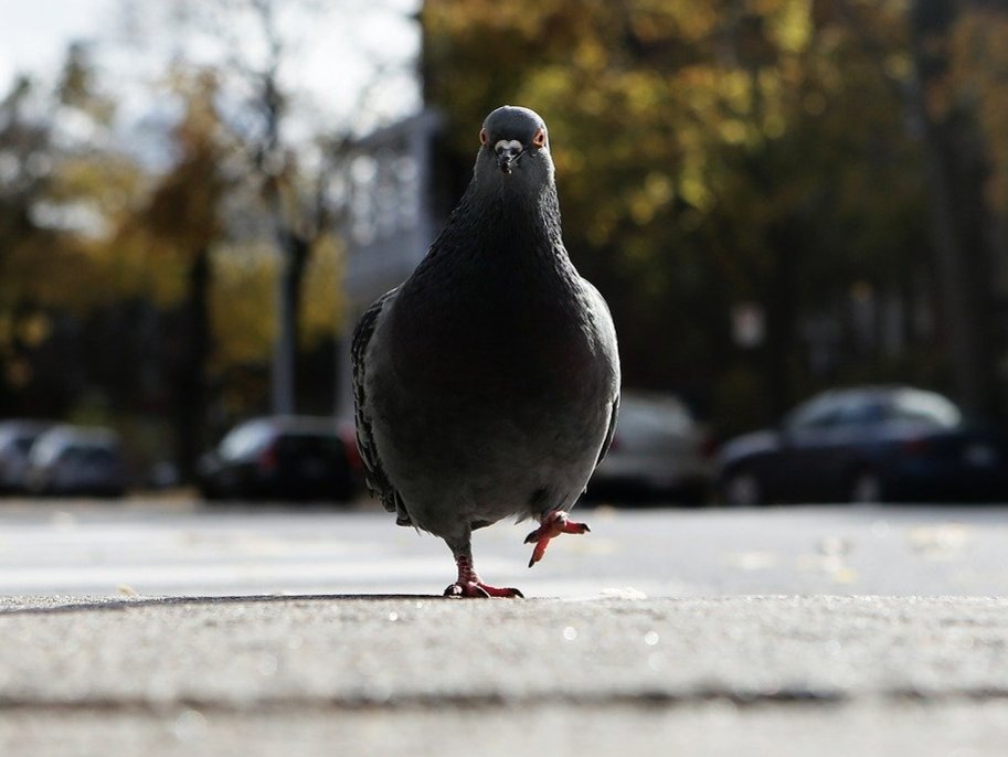 Pigeon walking down the street