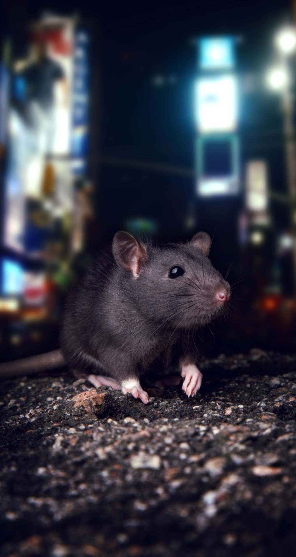 A rat out at night