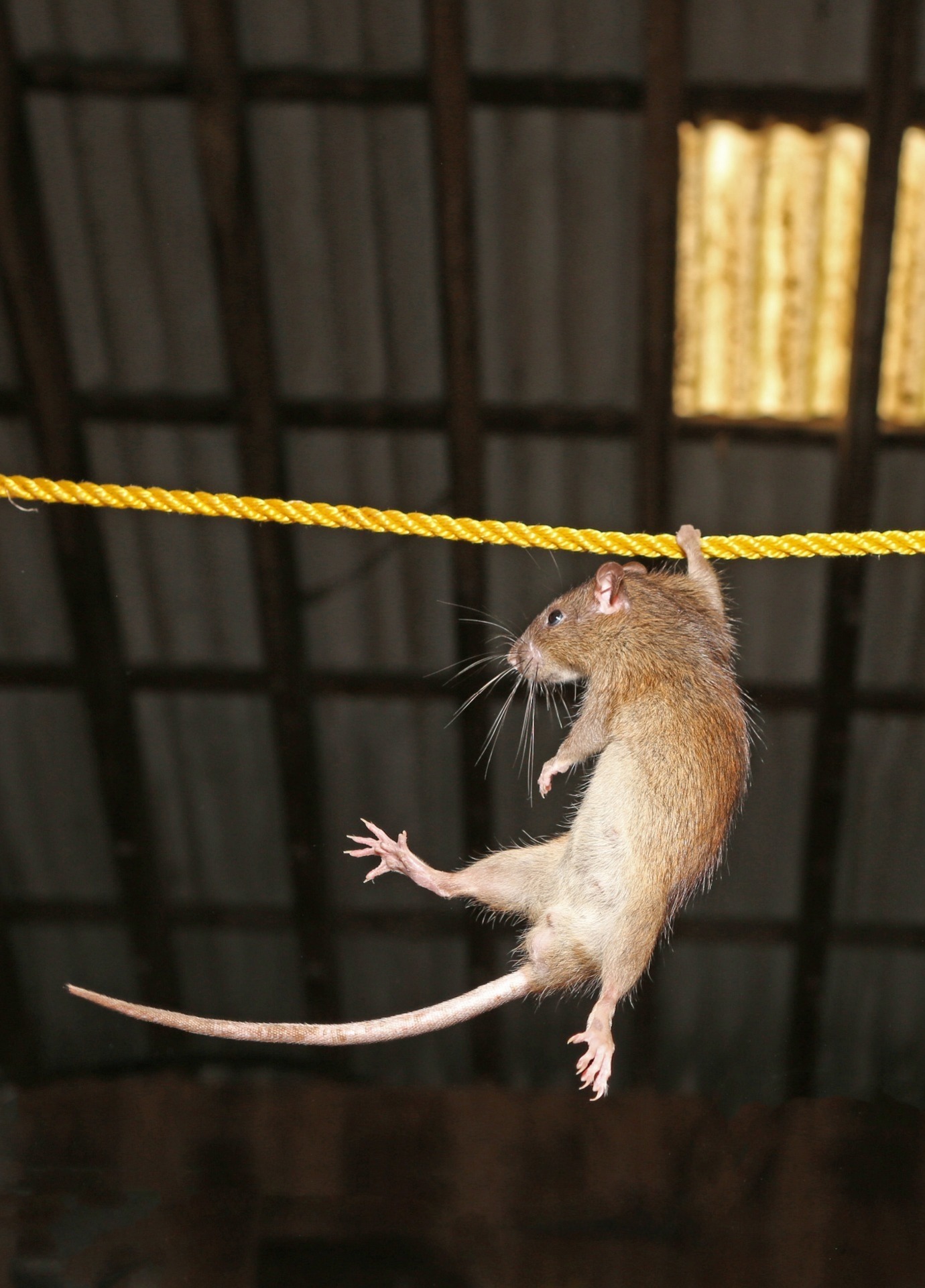 Rat hanging off a rope