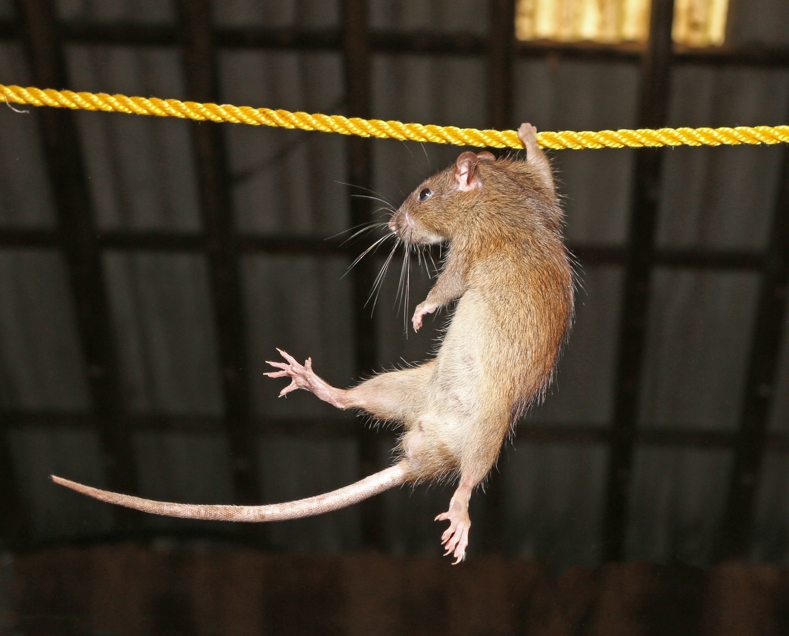 Rat hanging on a rope