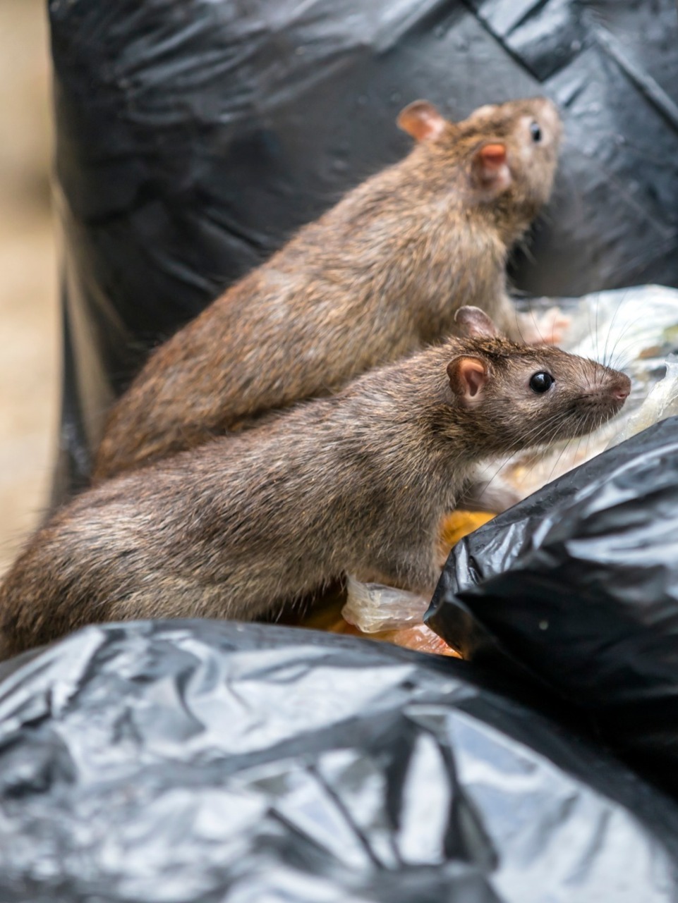 Rats in rubbish bags