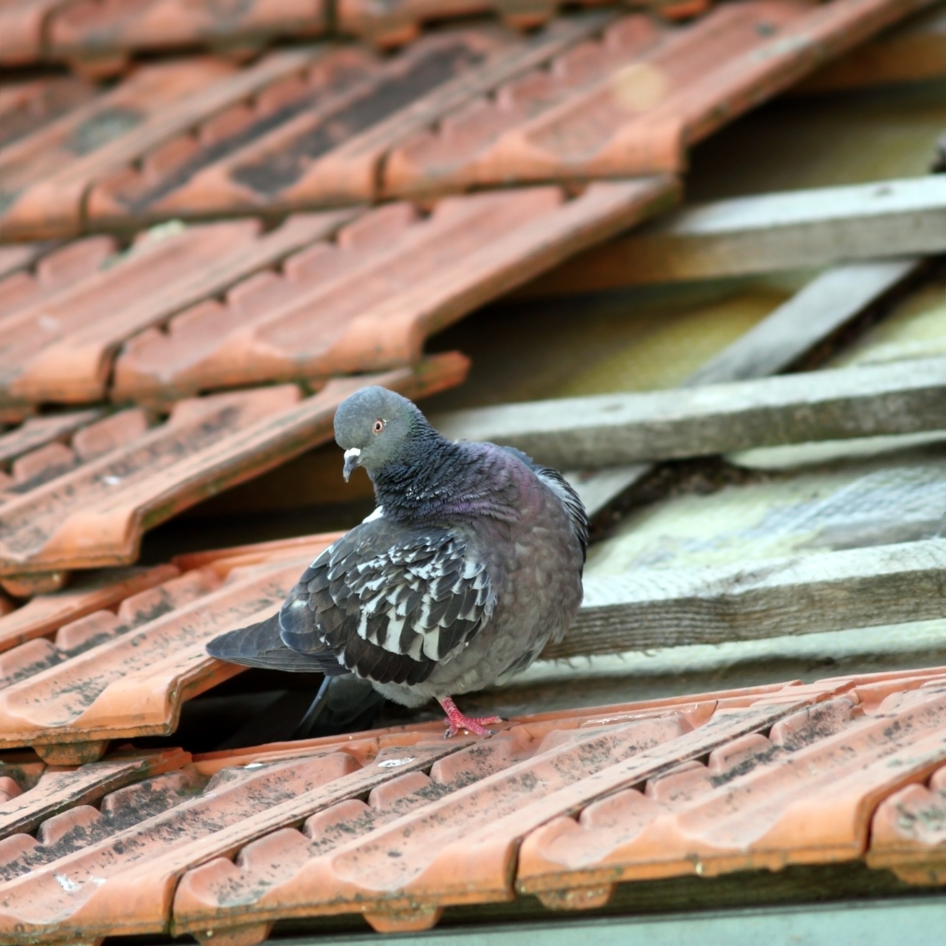 Pigeon in a hole in the roof