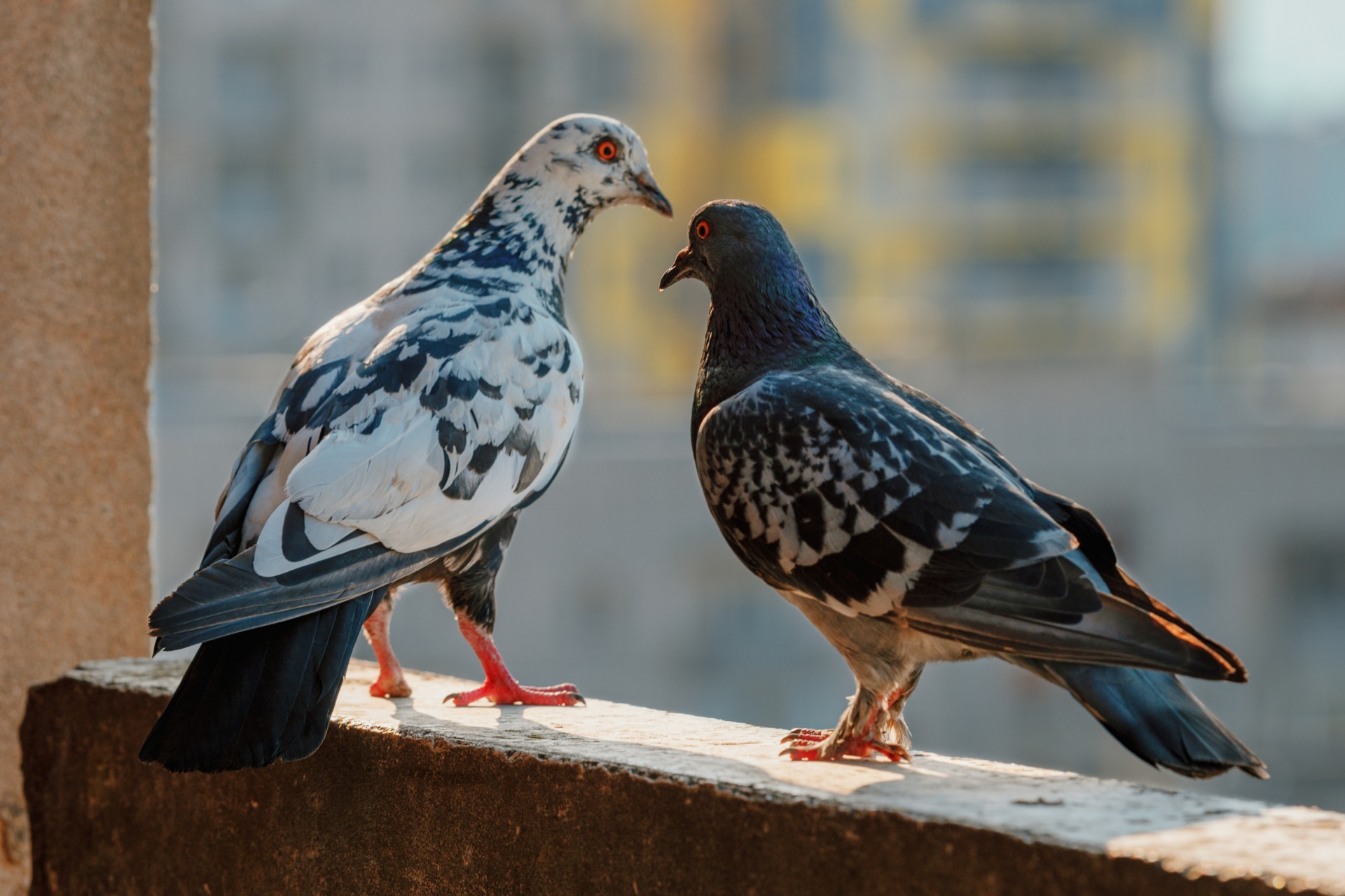 Two pigeons sat on a wall