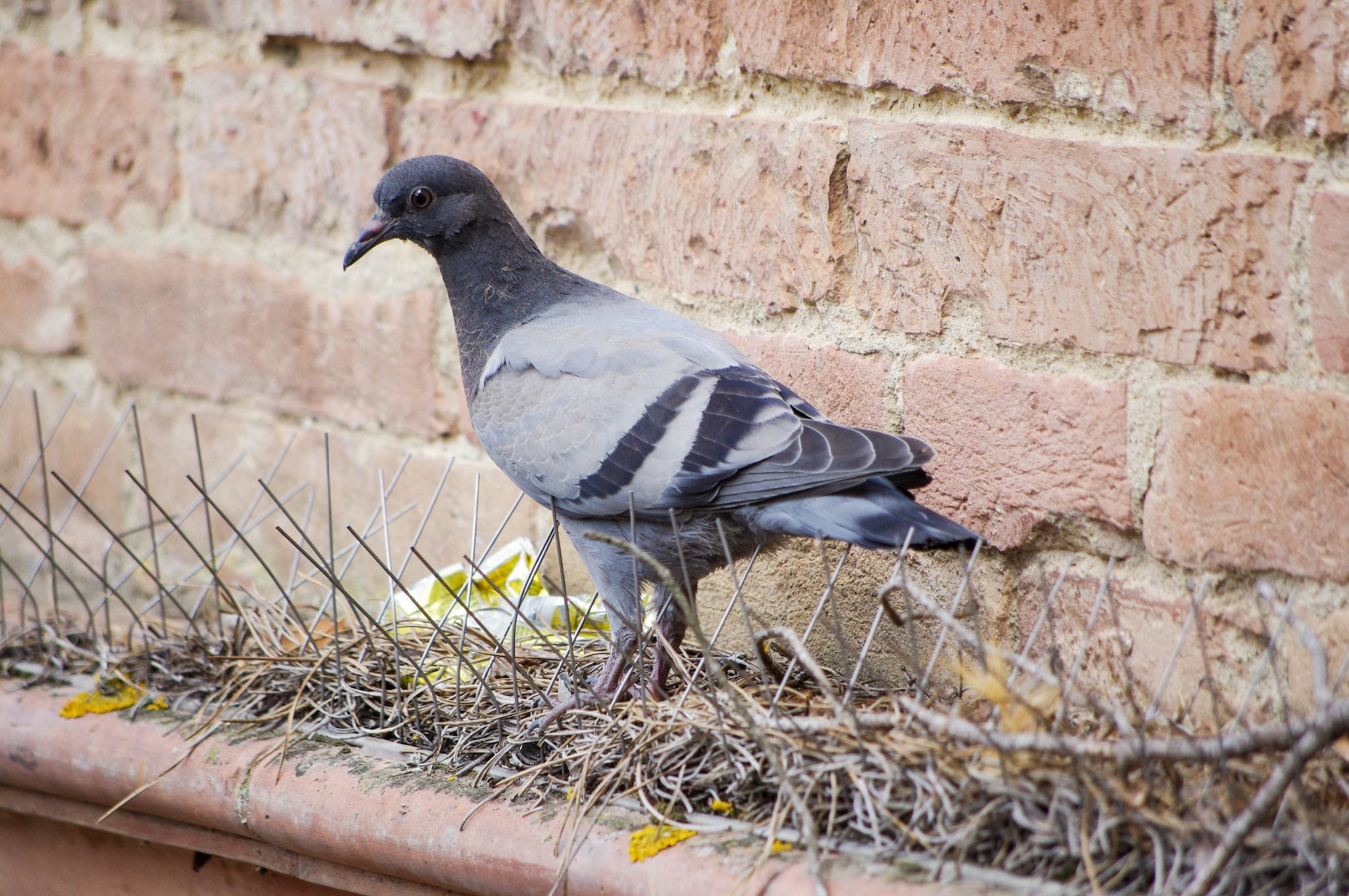 Pigeon walking on spikes
