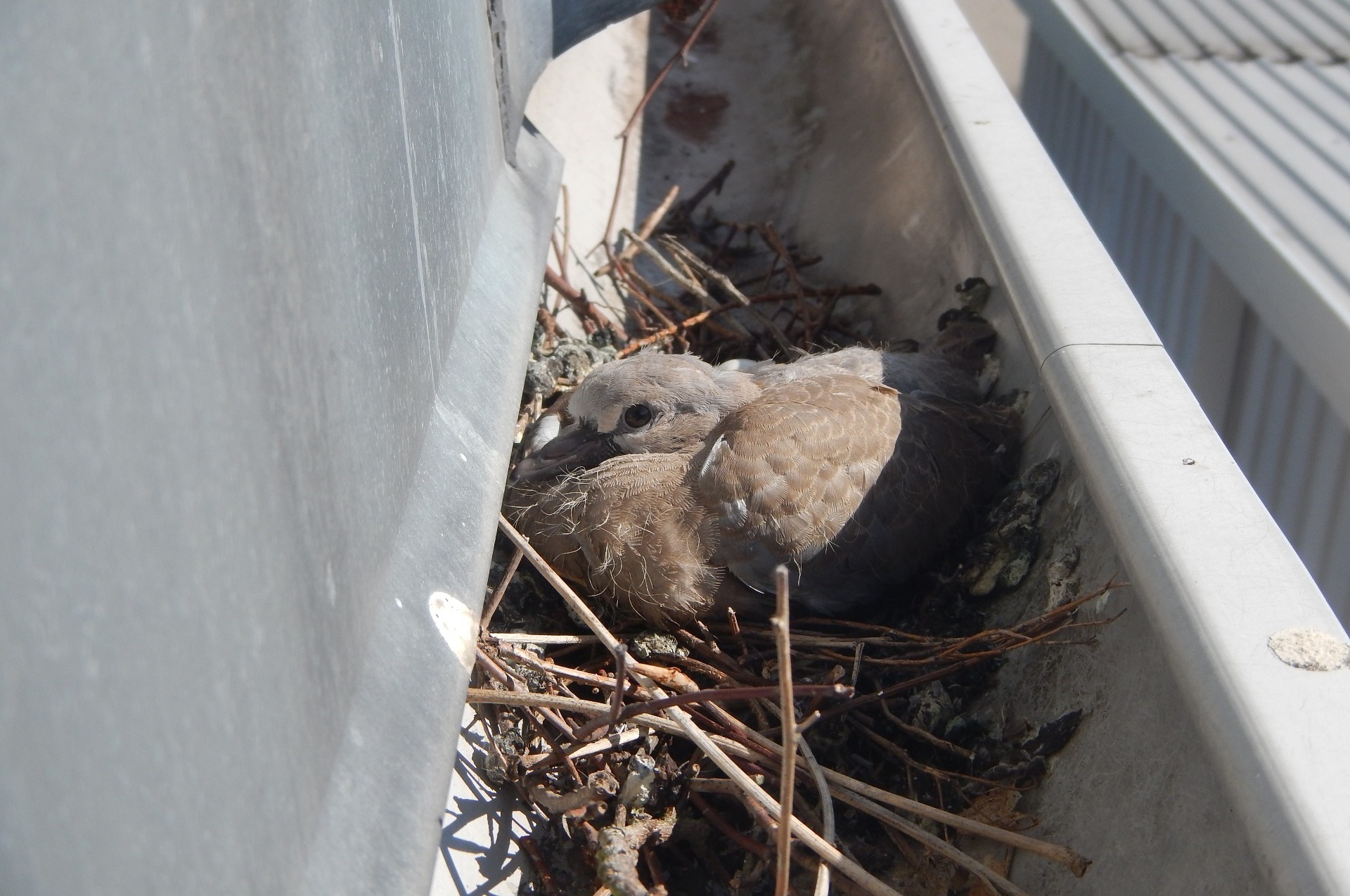 Pigeon nest in guttering