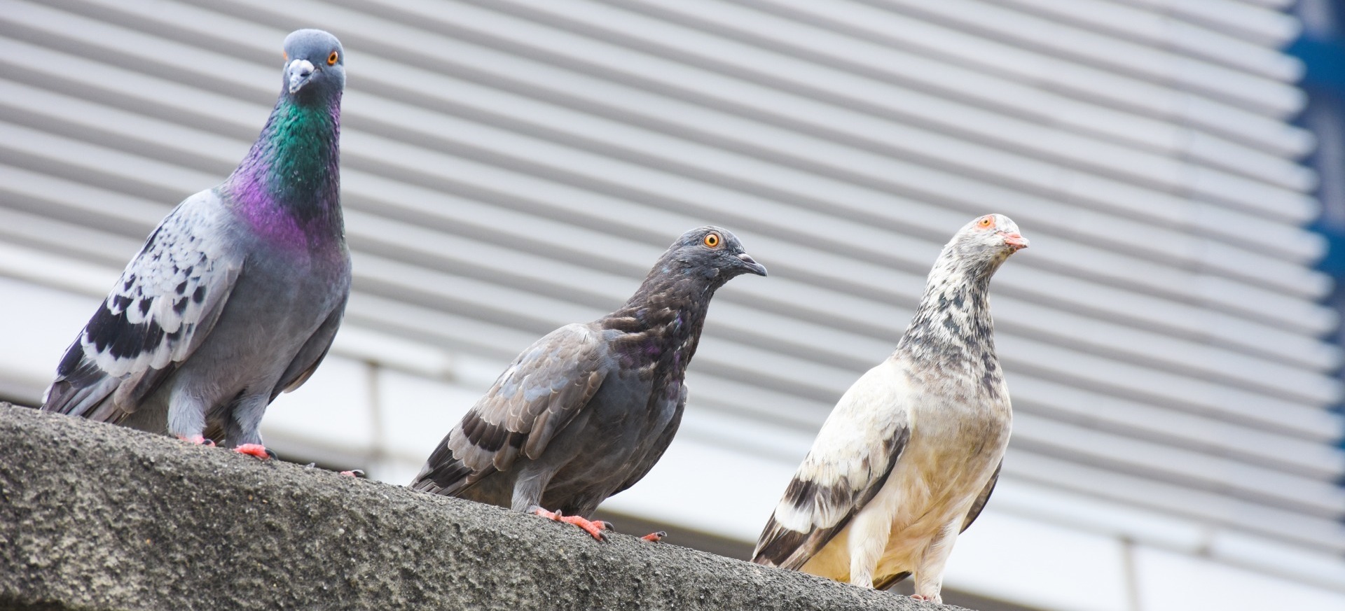 Three pigeons perching on a ledge