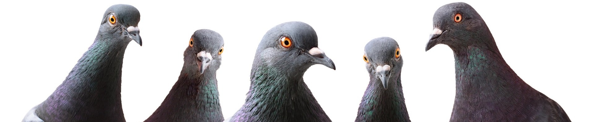 Pigeon heads