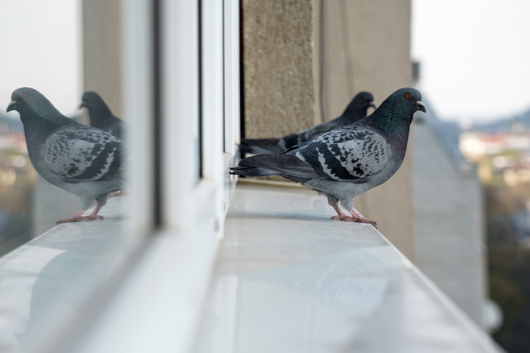 two pigeons on a window sill