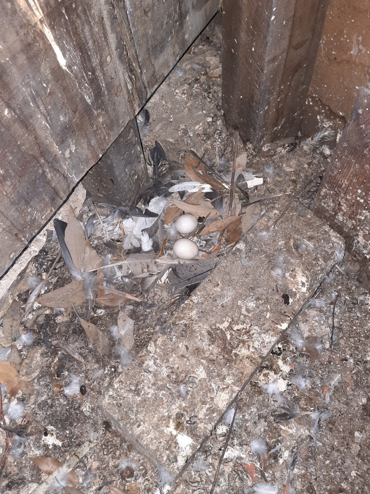 pigeon nest with eggs