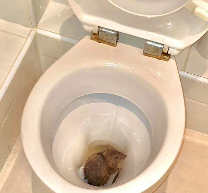 Rat in a toilet