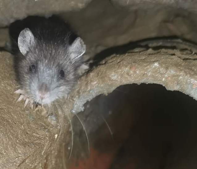 rat in a drain