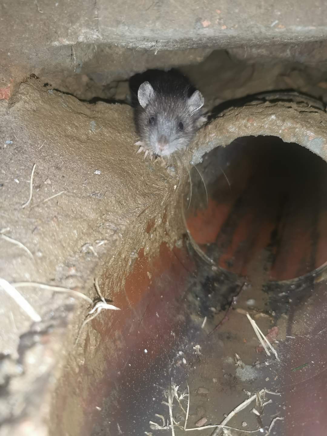 rat in the drain