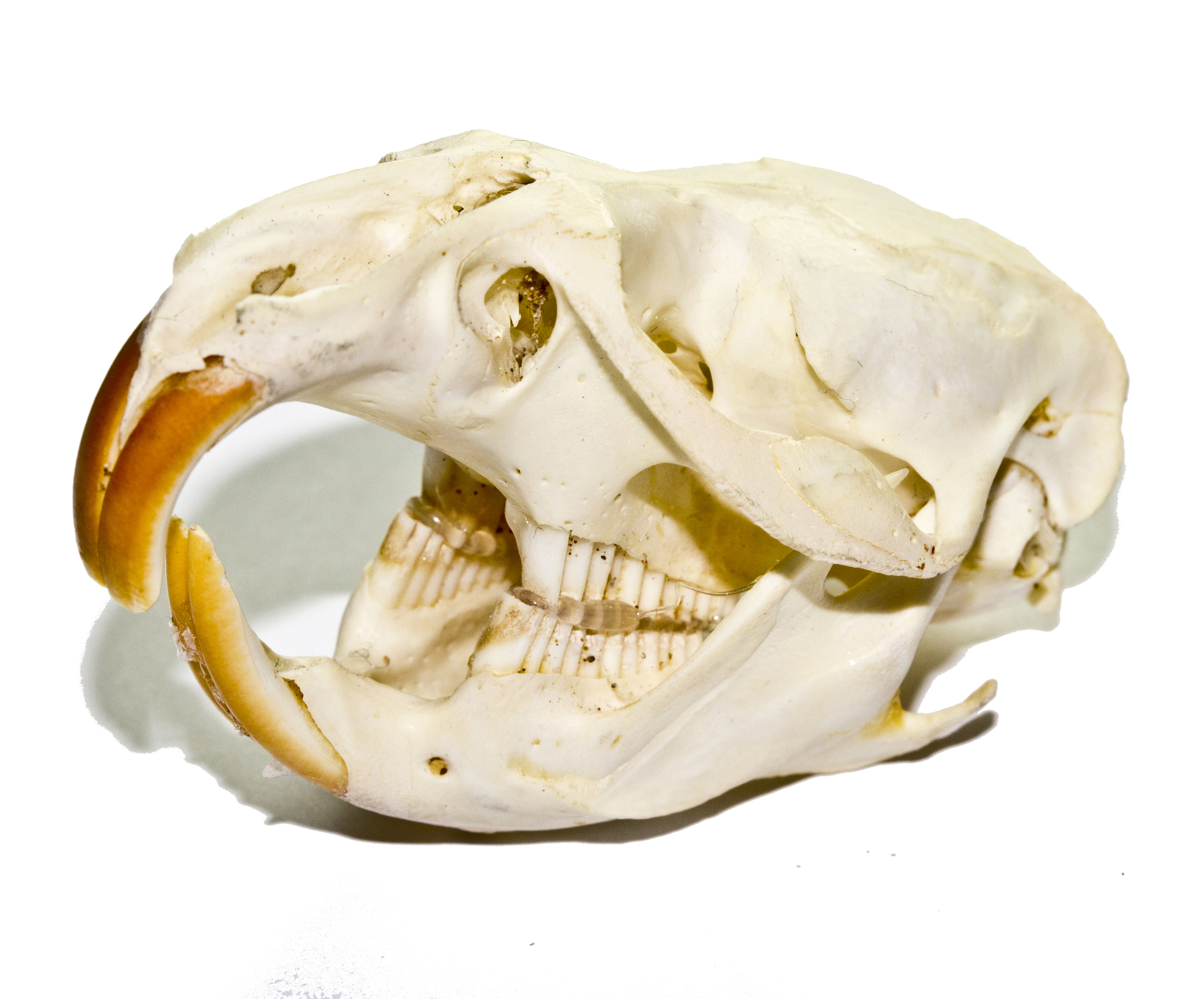 Skull of a rat