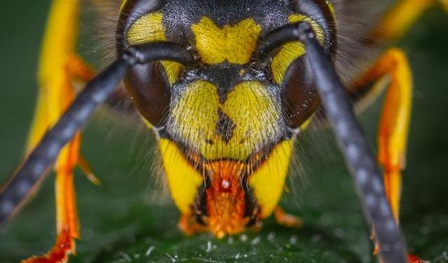 Wasp close up