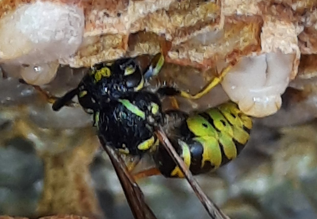 wasp inside a nest