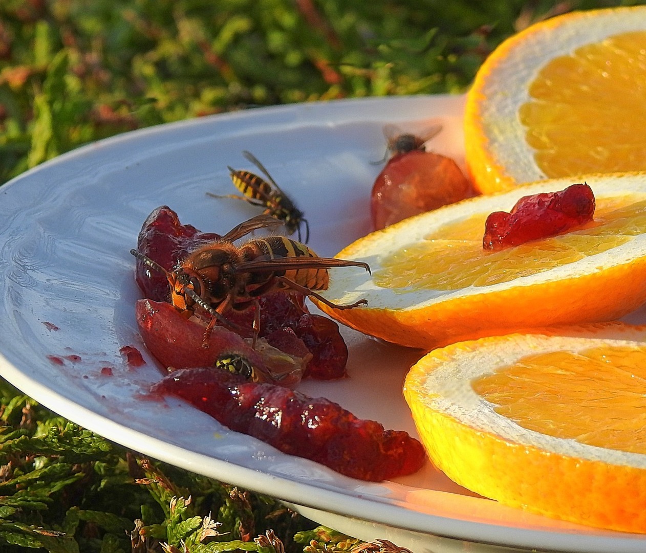wasps feeding