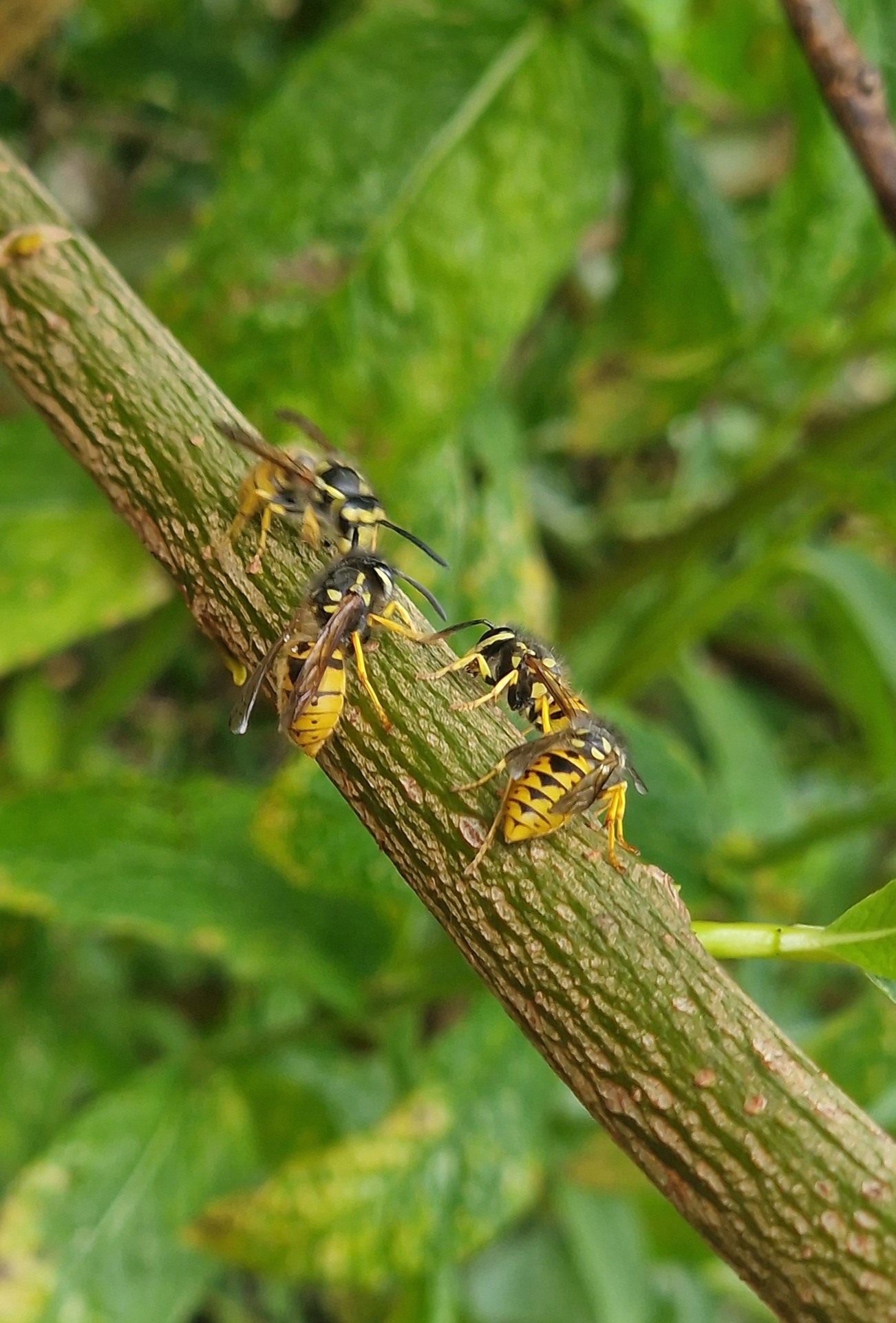 four wasps feeding on a branch
