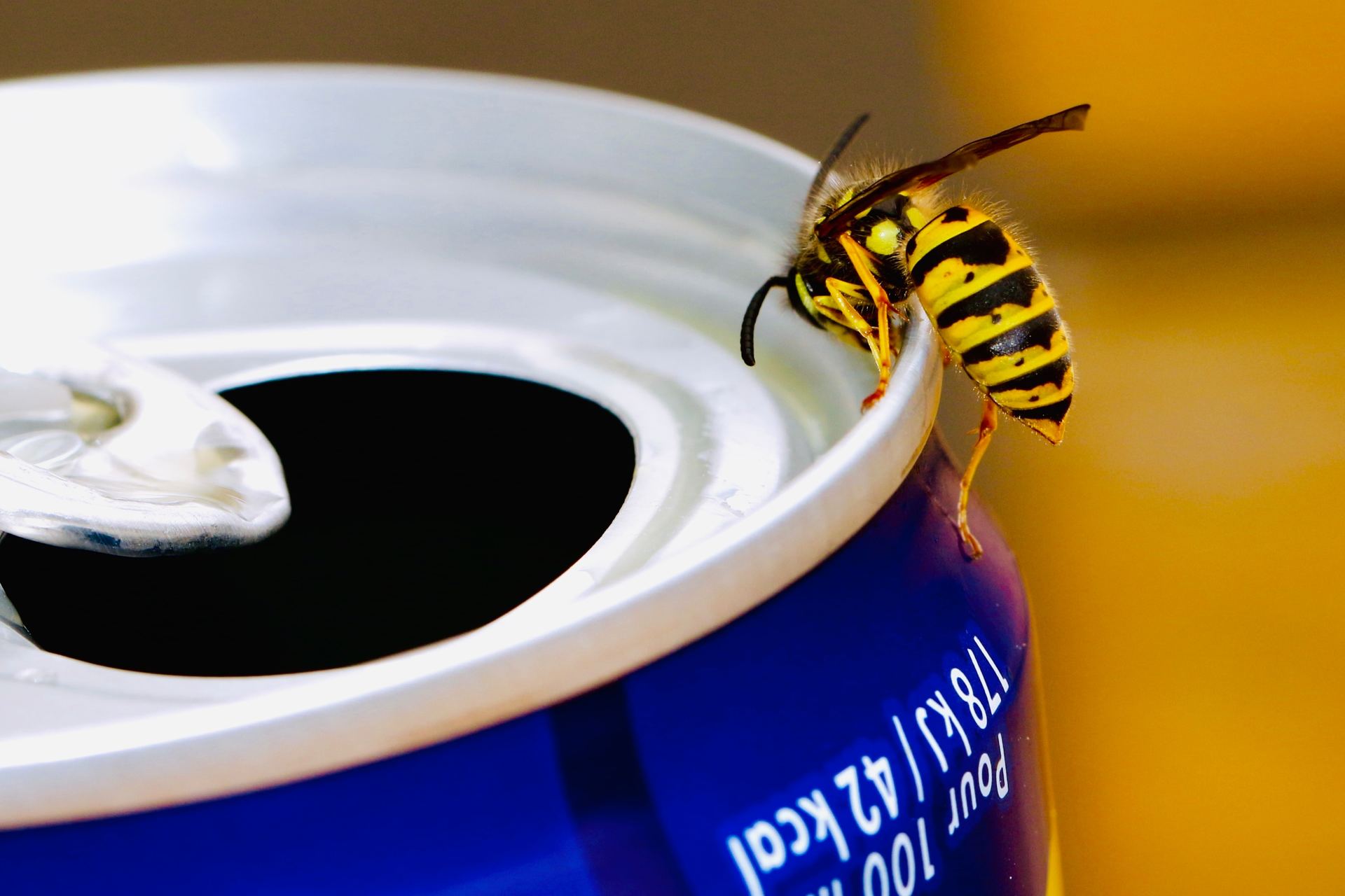 wasp on a can